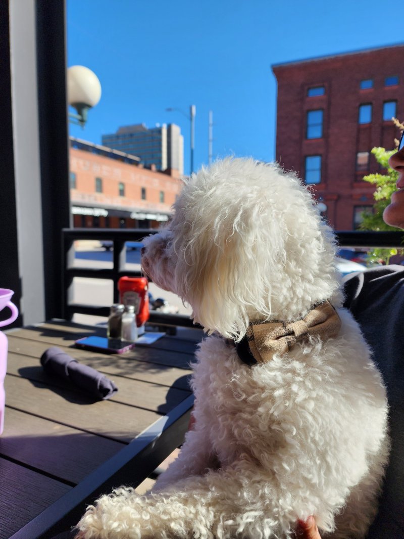 Dog Friendly Restaurants Near Me With Patio