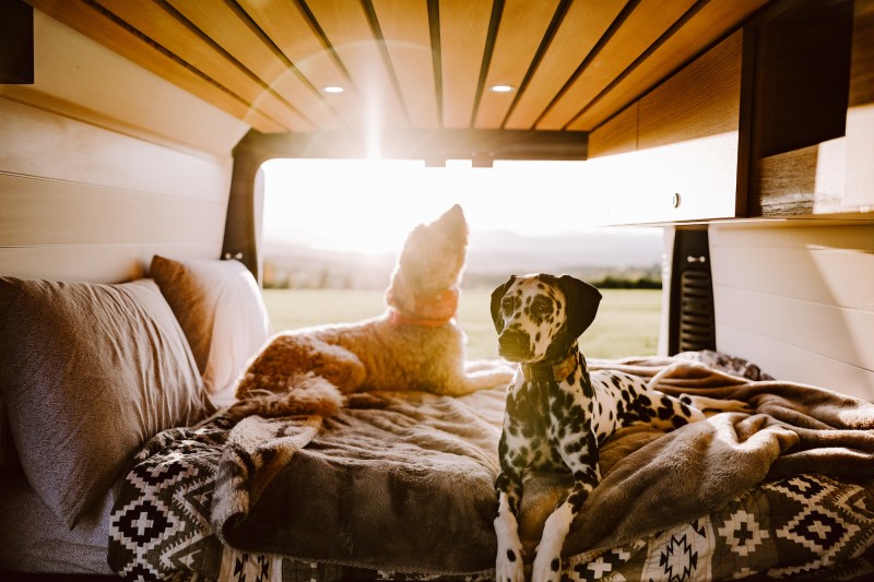 Dog Friendly Travel Trailers