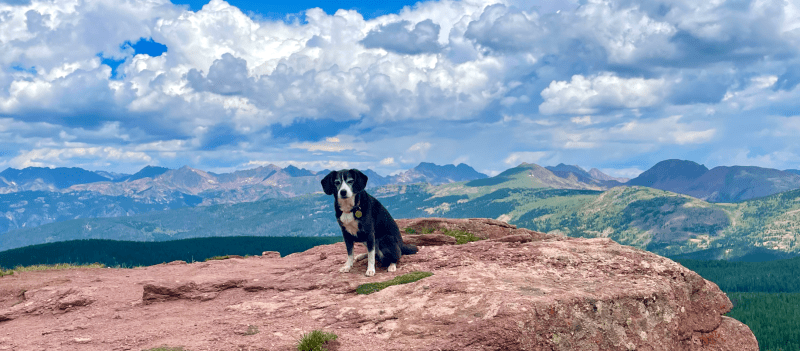 Dog Friendly Vacations In Colorado