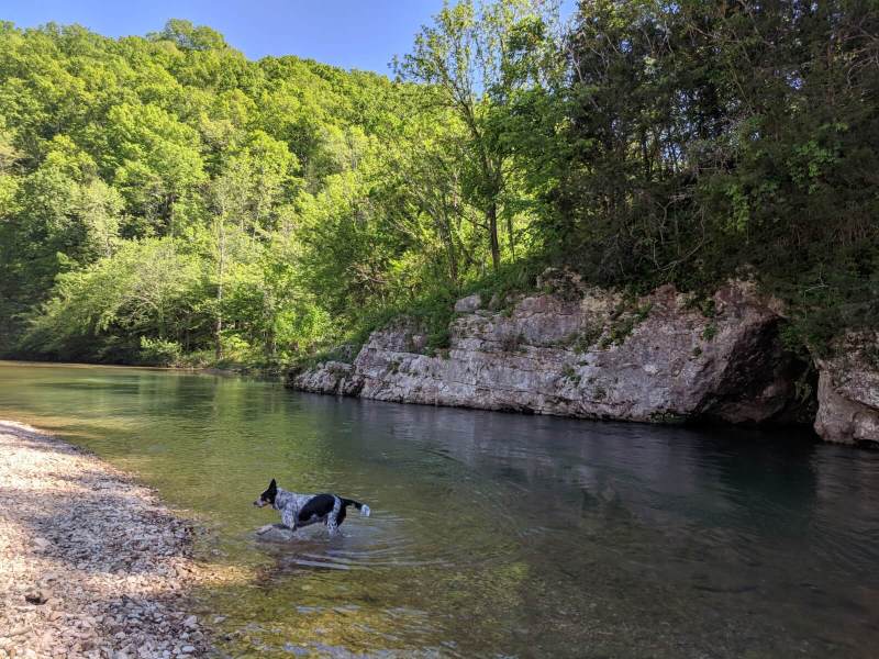 Dog Friendly Vacations In Missouri