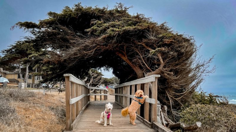 Dog-friendly Vacations In Southern California