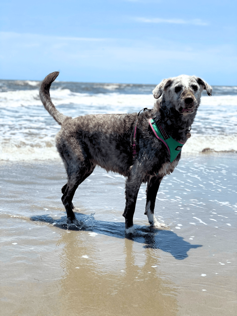 Dog Friendly Vacations Louisiana