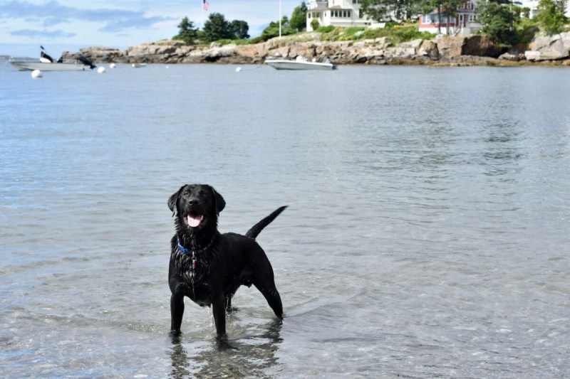 Dog Friendly Vacations Maine