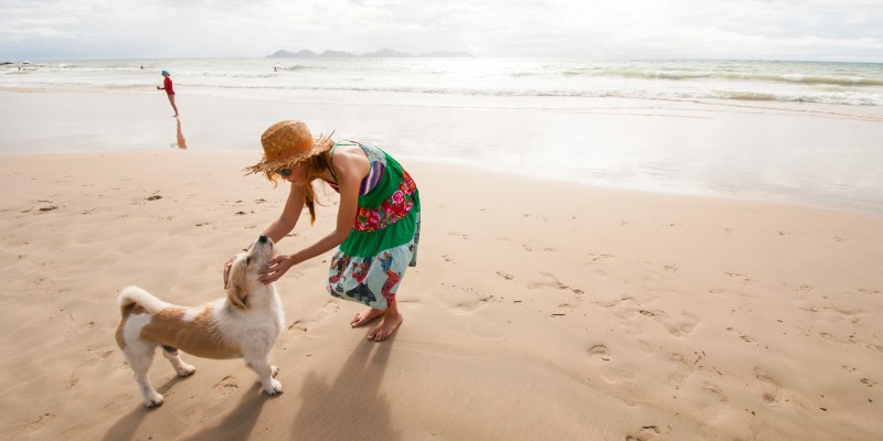 Dog Friendly Vacations On The East Coast