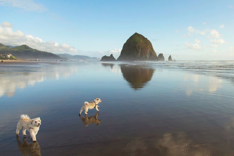 Off Leash Dog Friendly Beaches Near Me