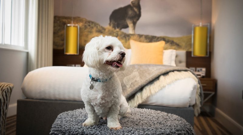 Pet Friendly Holidays In The Lake District