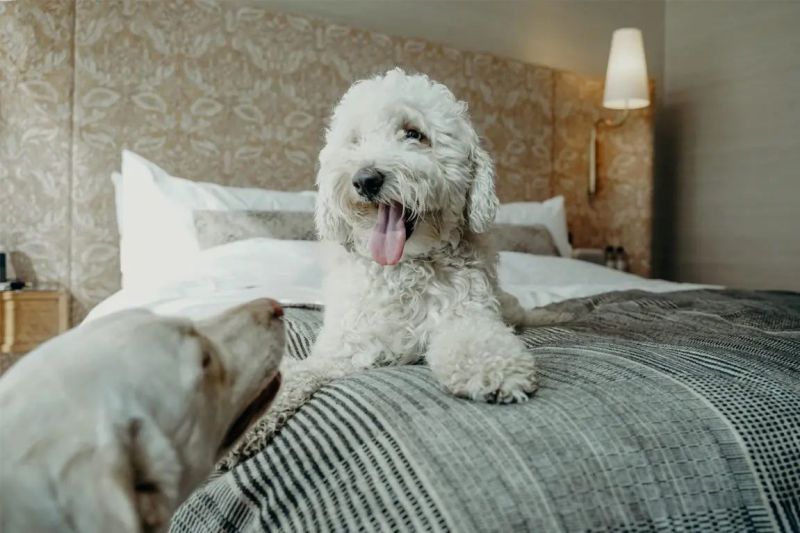 Pet Friendly Hotel Maryland