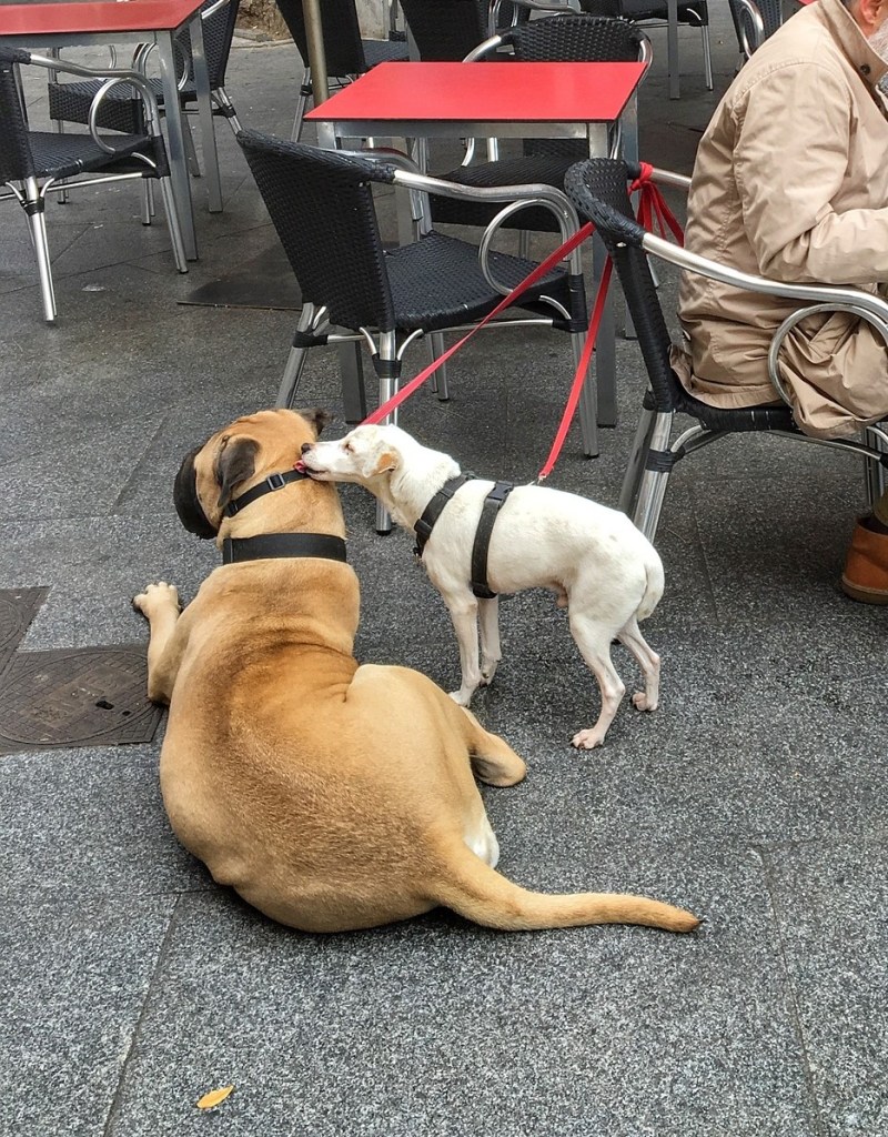 Restaurants Near Me With Outdoor Seating Dog Friendly