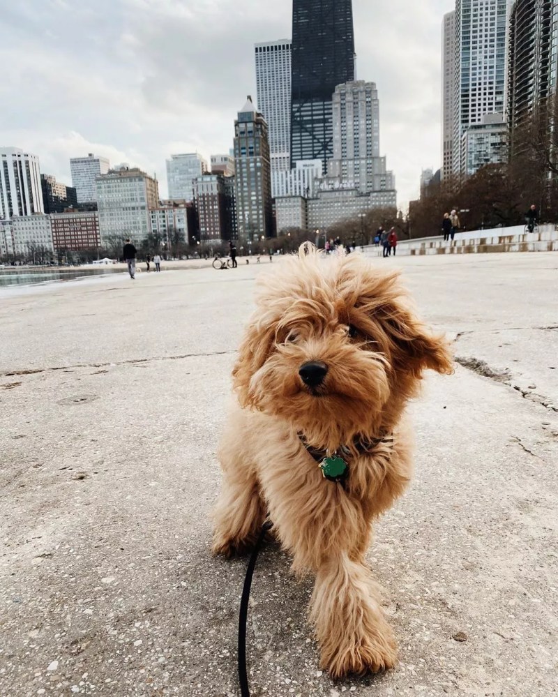 Top Dog Friendly Cities In Us