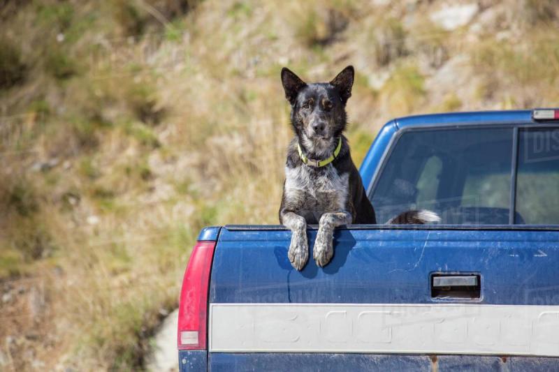 Vacation Dog Bumper