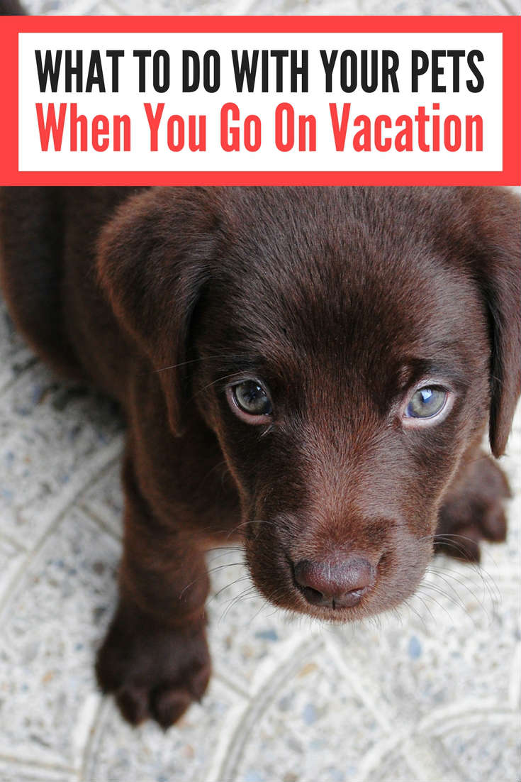 Vacations To Go On With Your Dog