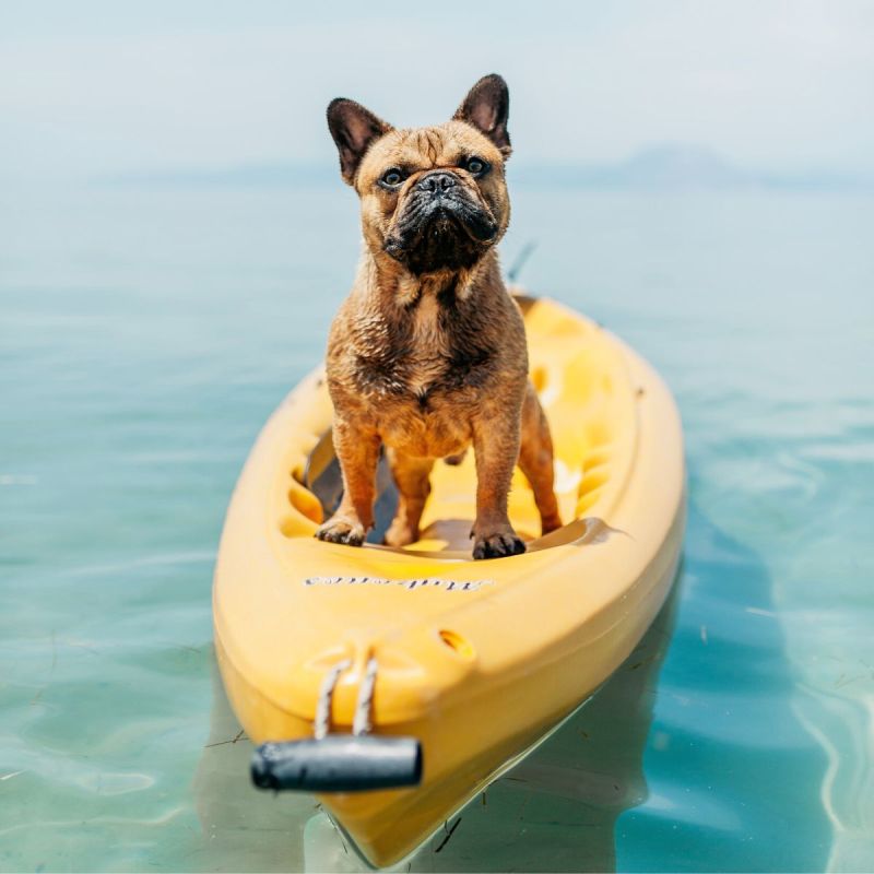 Where To Put Your Dog When You Go On Vacation