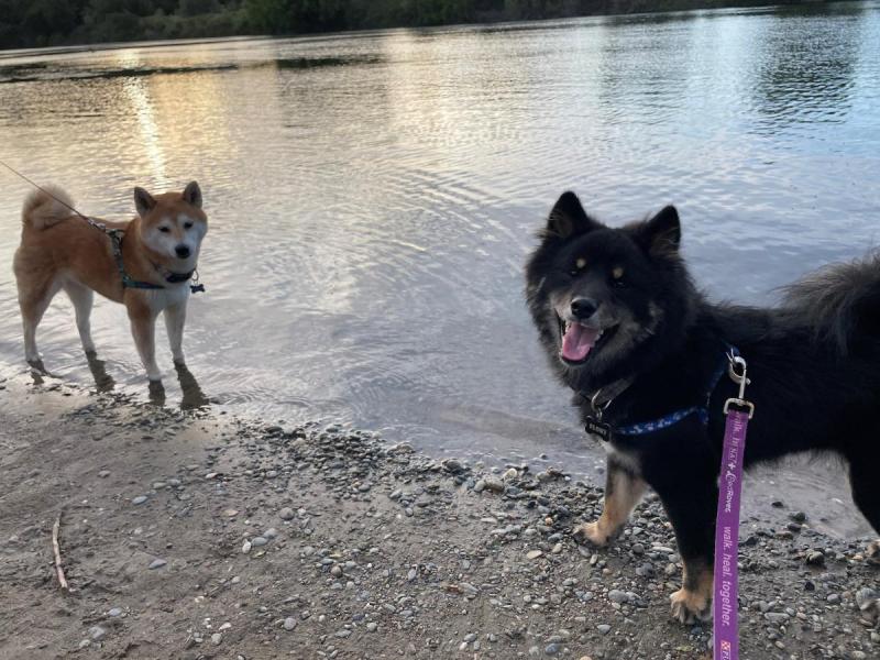 Best Dog Friendly Activities Near Me