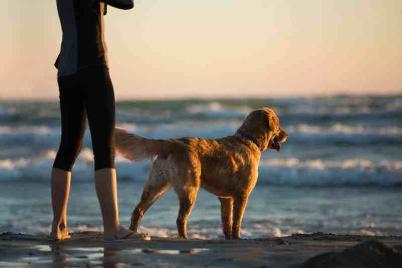 Best Dog Friendly Beach Vacations East Coast