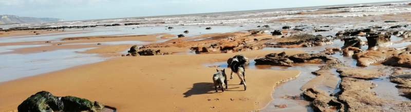 Best Dog Friendly Beach Vacations