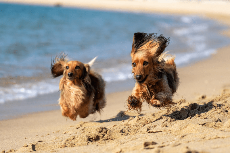 Best Dog Friendly Beaches Anglesey