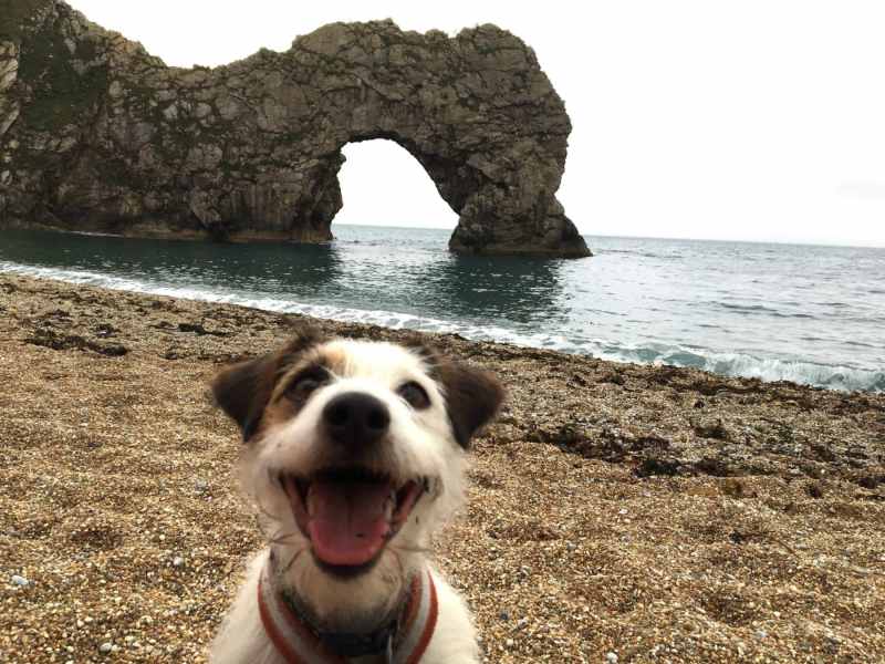 Best Dog Friendly Beaches Dorset