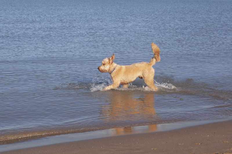 Best Dog Friendly Beaches Gulf Coast