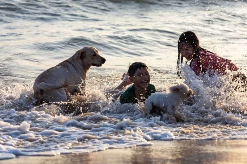 Best Dog Friendly Beaches In Florida