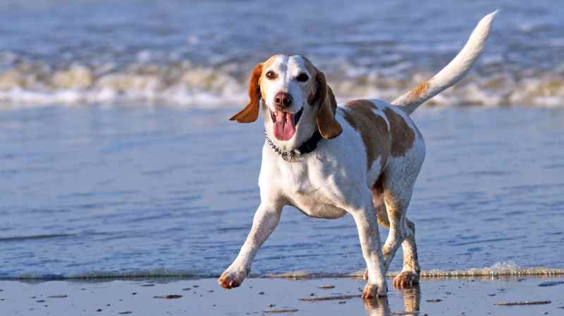 Best Dog Friendly Beaches In Us