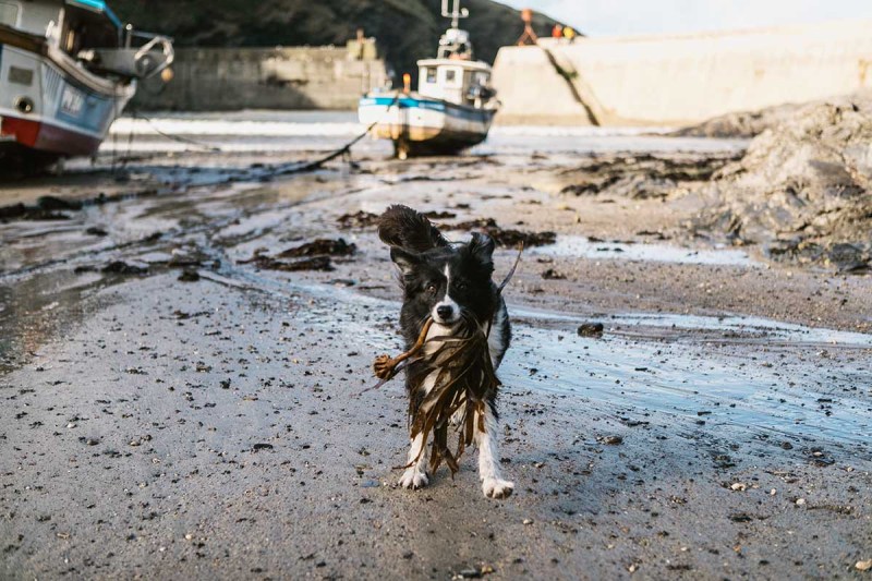 Best Dog Friendly Beaches Near Looe