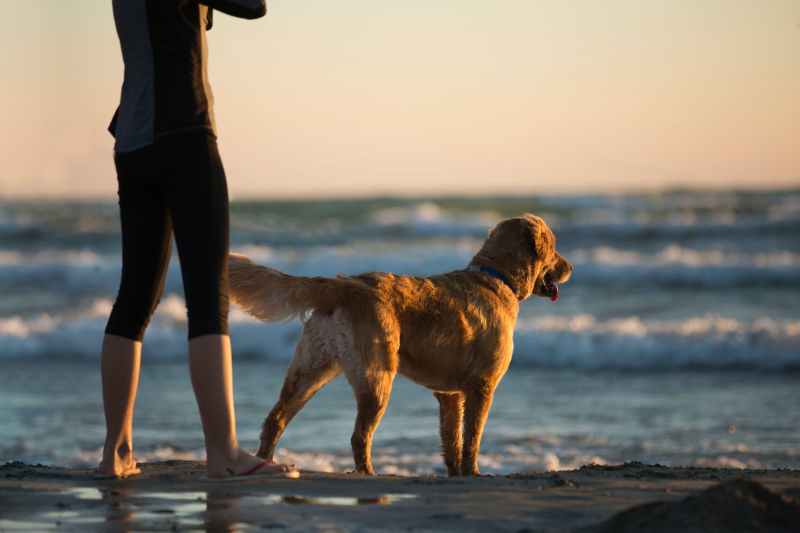 Best Dog Friendly Beaches On The East Coast