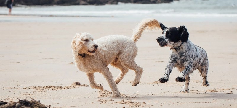 Best Dog Friendly Beaches Uk