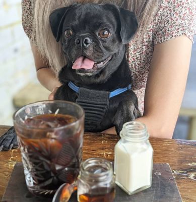 Best Dog Friendly Cafes Brisbane