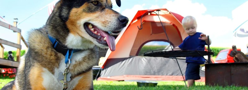 Best Dog Friendly Camping Near Me