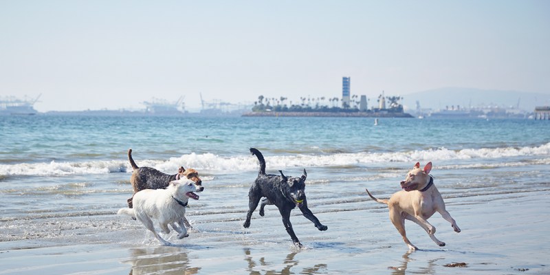 Best Dog Friendly Cities In The Us