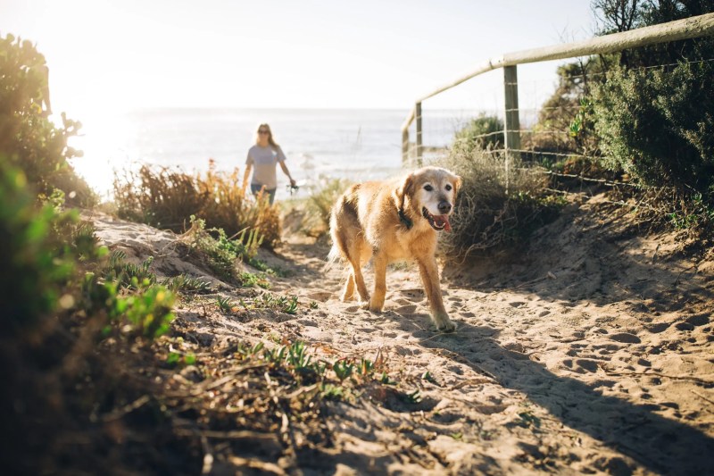 Best Dog Friendly Day Trips From Melbourne