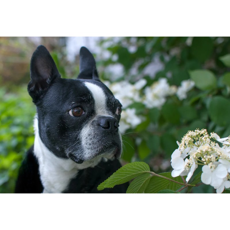 Best Dog Friendly Evergreen Shrubs Uk