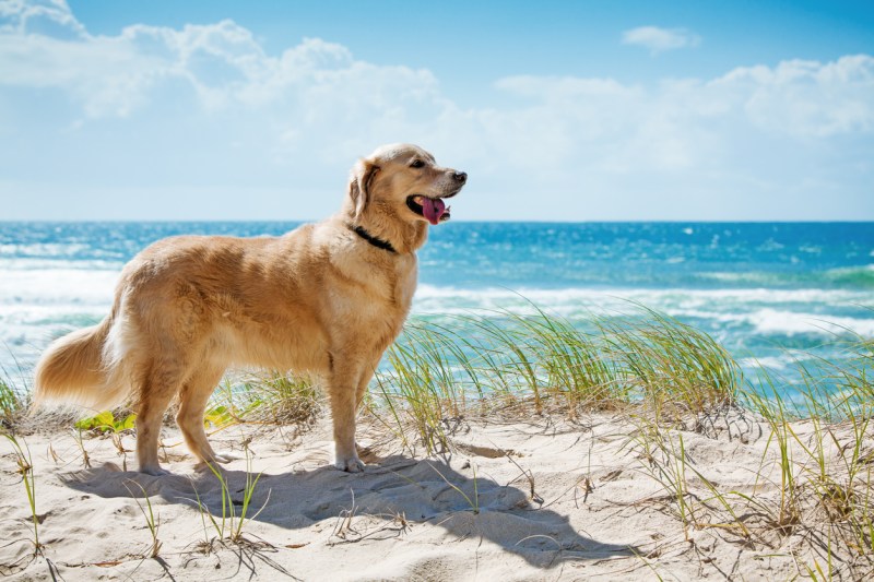 Best Dog Friendly Florida Beaches