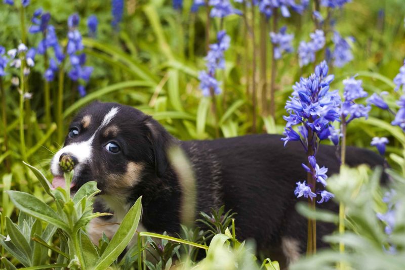 Best Dog Friendly Gardens