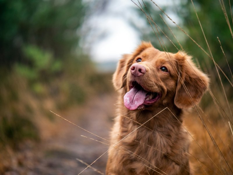 Best Dog Friendly Hikes In Us