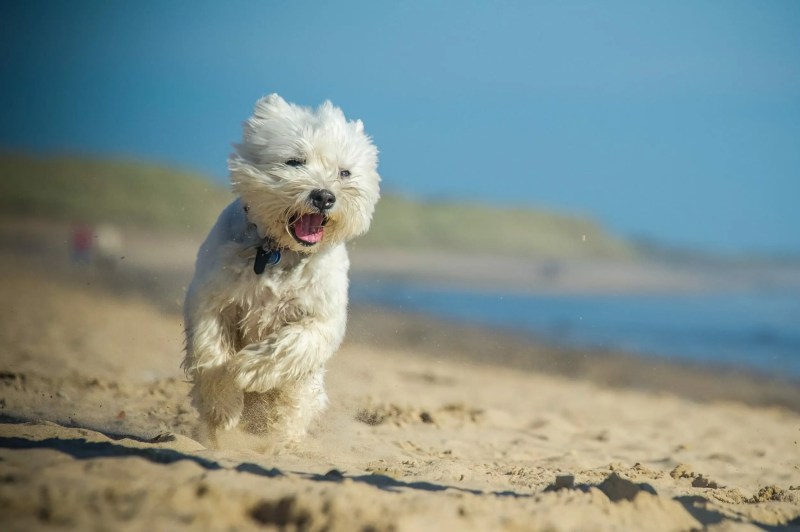 Best Dog Friendly Holiday Locations Uk