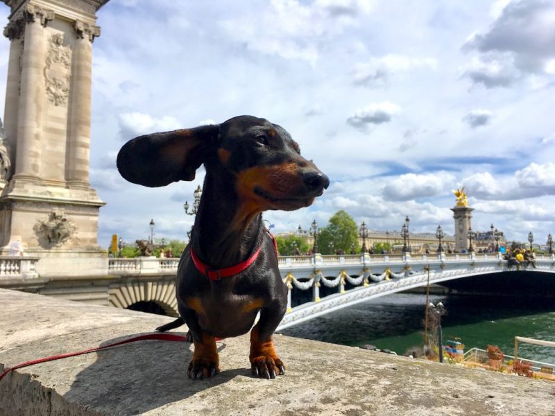 Best Dog Friendly Holidays France