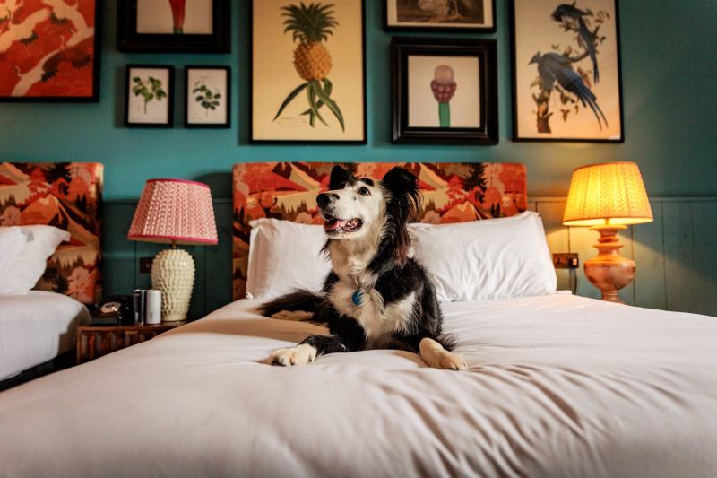 Best Dog Friendly Hotels South Coast