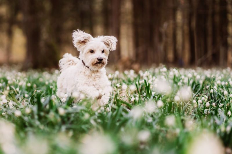 Best Dog Friendly Moss Killer