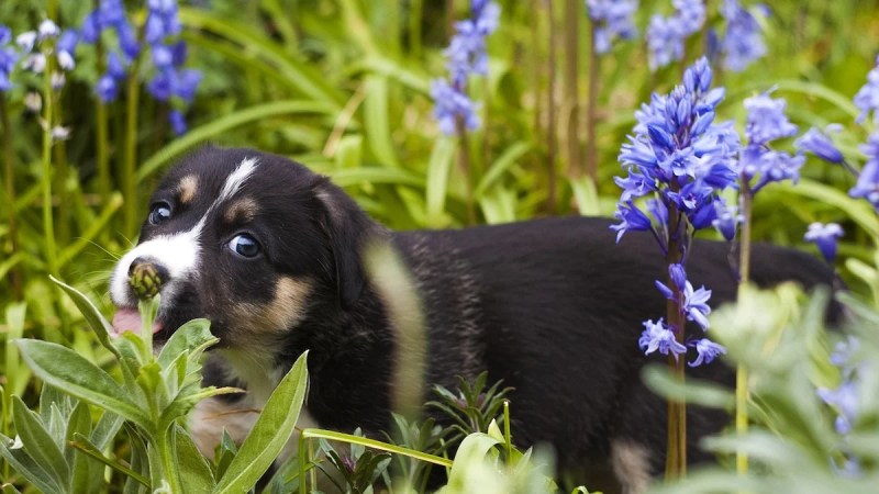 Best Dog Friendly Outdoor Plants