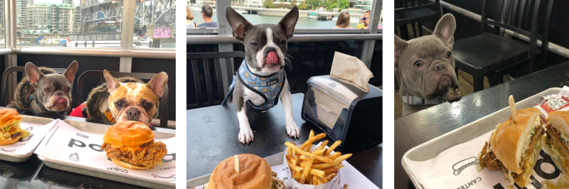 Best Dog Friendly Patios Vancouver