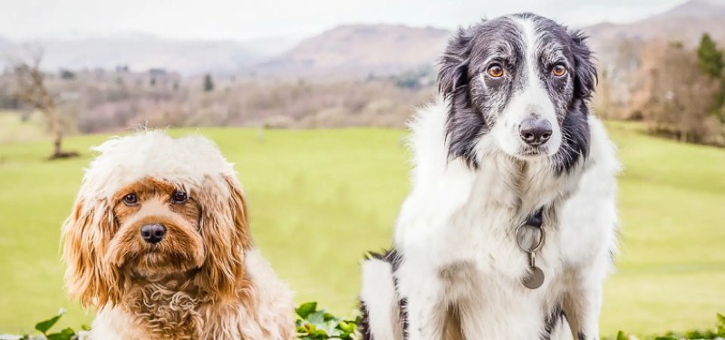 Best Dog Friendly Pubs Lake District