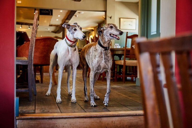 Best Dog Friendly Pubs Yorkshire