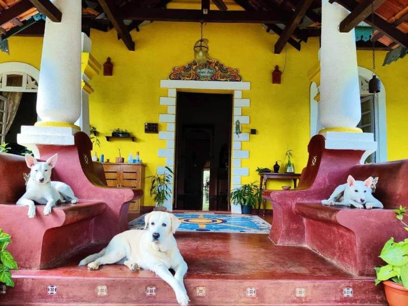 Best Dog Friendly Resorts