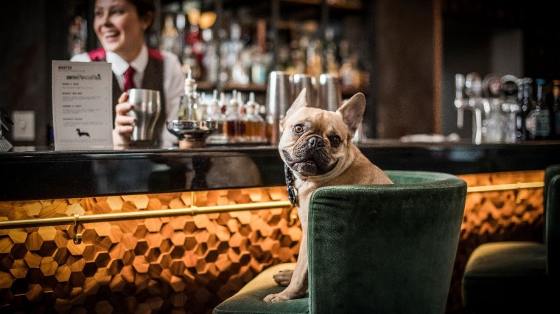 Best Dog Friendly Restaurants Edinburgh