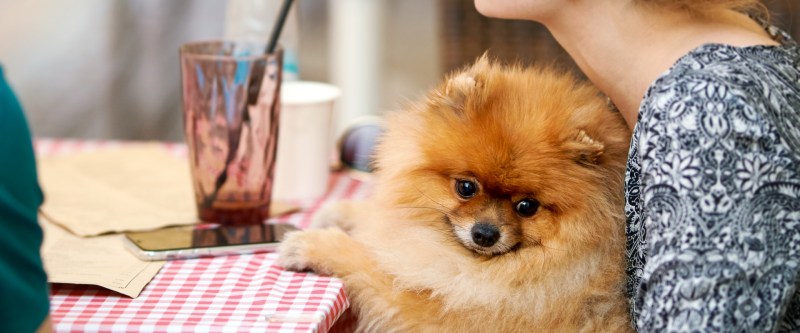 Best Dog Friendly Restaurants Near Me With Outdoor Seating