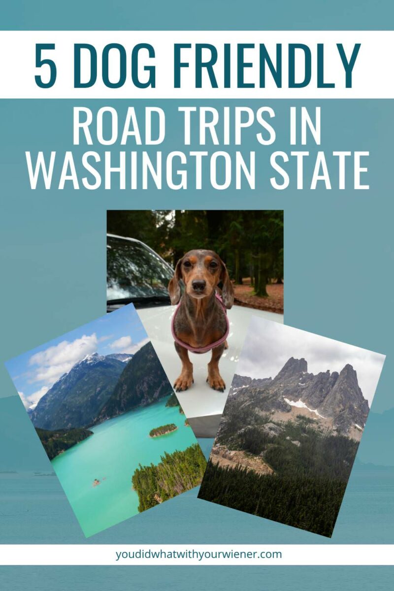 Best Dog Friendly Road Trips