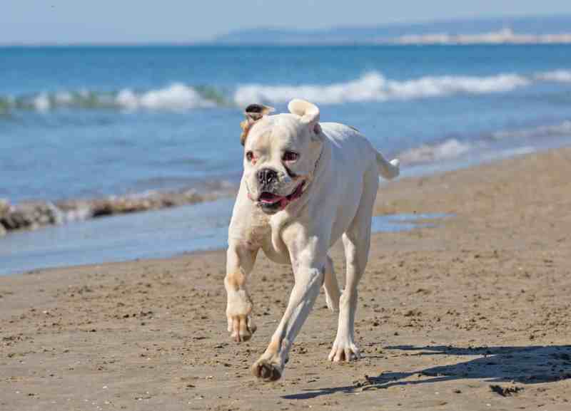 Best Dog Friendly Seaside Towns Uk