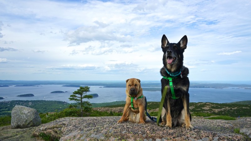 Best Dog Friendly Trails Acadia National Park