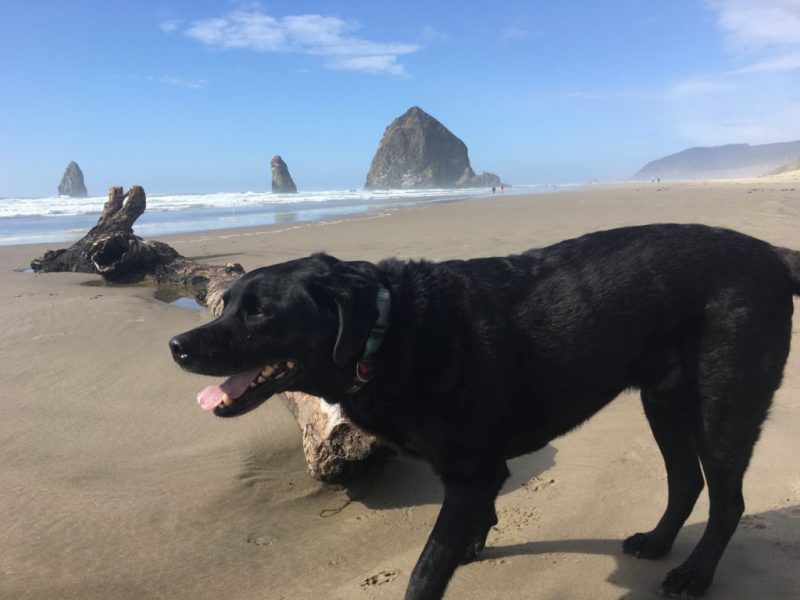 Best Dog Friendly Vacations East Coast